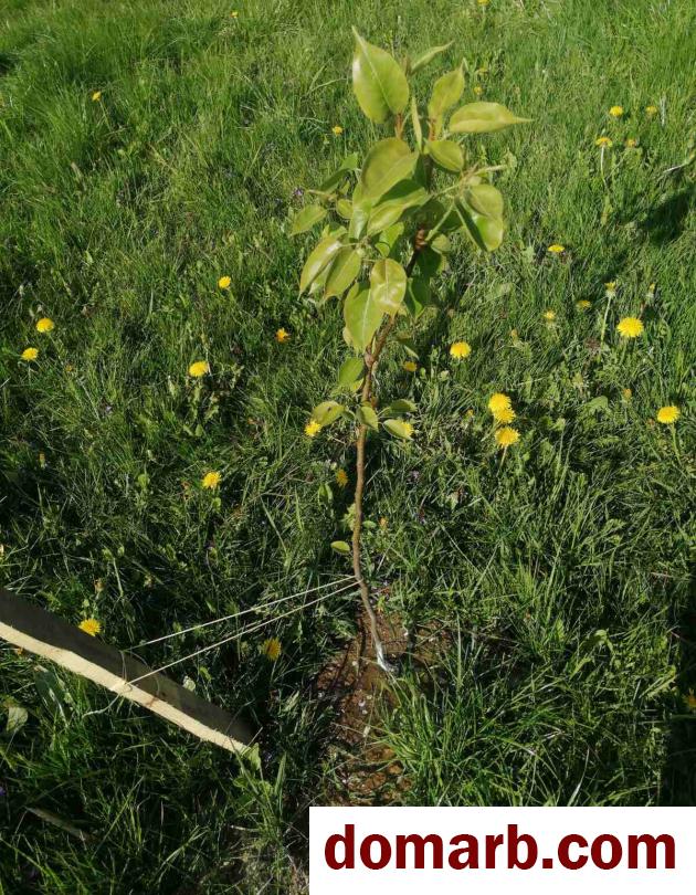 Купить Ремонтник Купить Участок 1 этаж 1-ная Центральная ул. $822 в городе Ремонтник