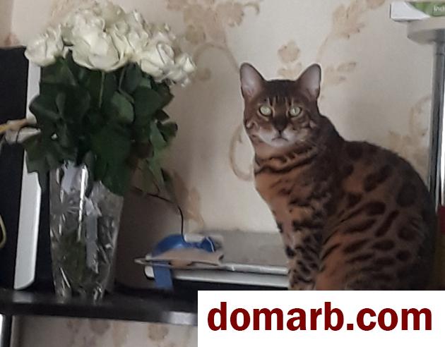 Купить Минск Снять Комнату 10 м2 2 этаж 2-ная Партизанский просп. в городе Минск